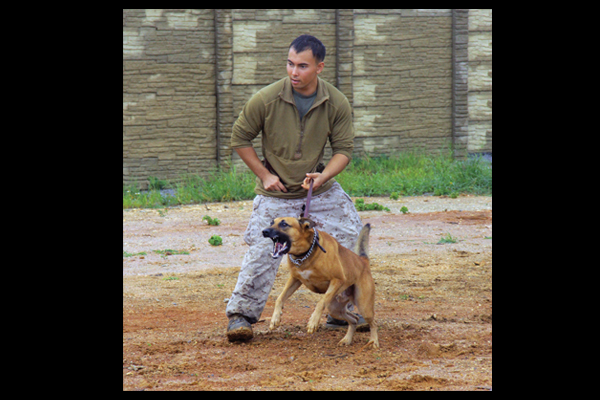 K9 Bodyguards | Canine Training | Photo by Dept. of Defense