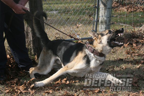 K9 Bodyguards: Attack Training
