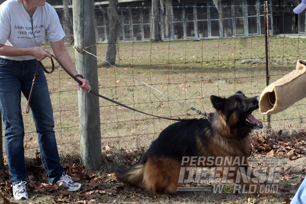 K9 Attack Training