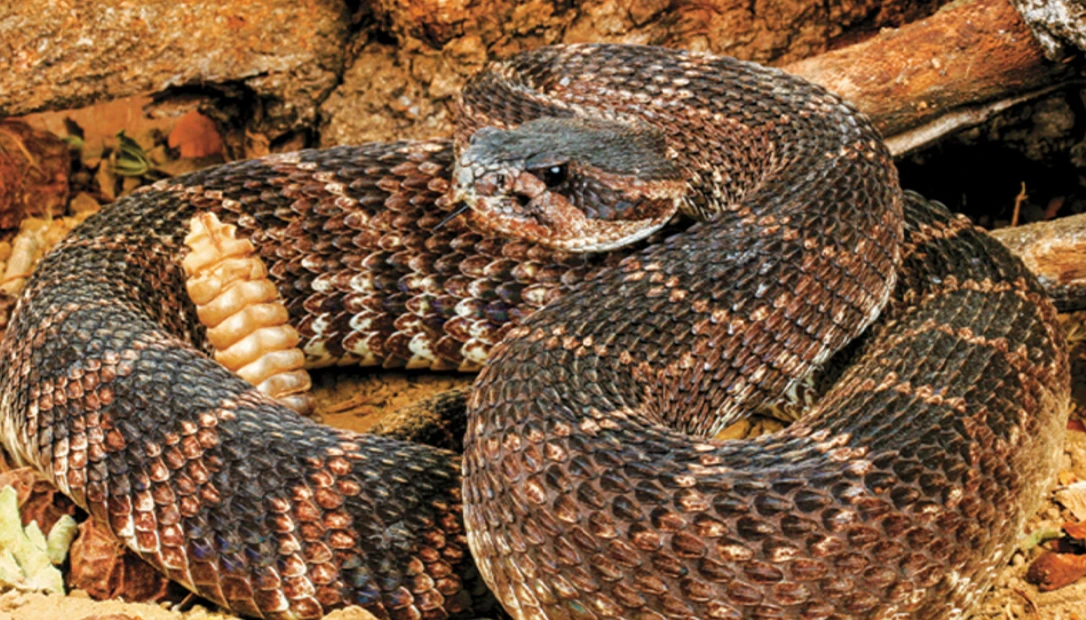 Rattlesnake bites can be potentially dangerous or even deadly.