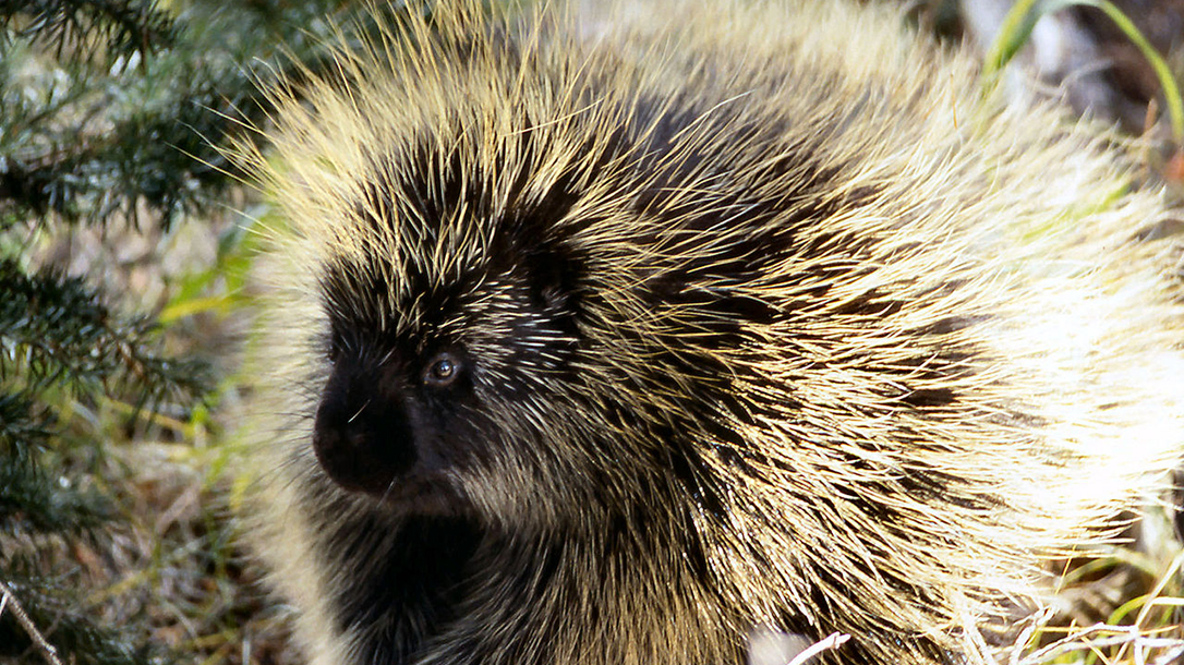 Cooking Porcupine: Porcupine, quills, catching one