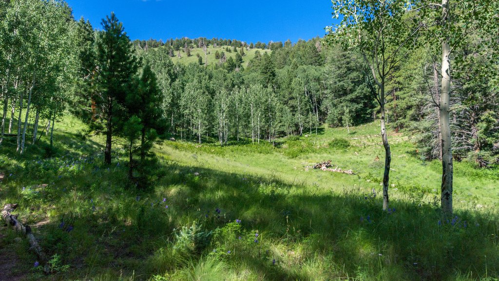 wooded area