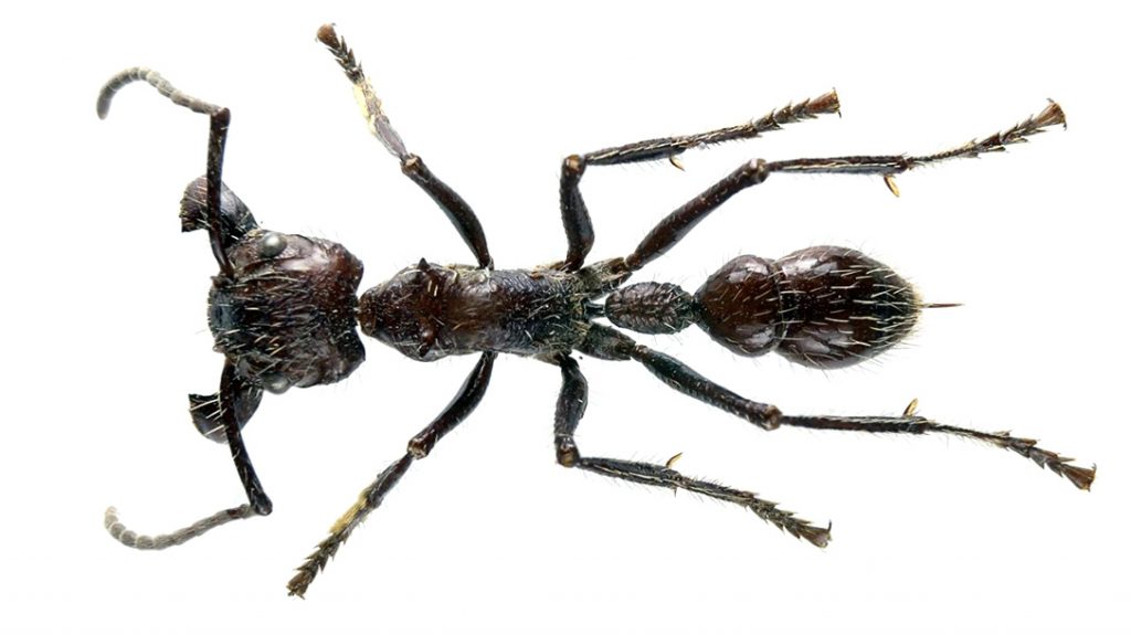 Stinging Insects, Bullet Ant