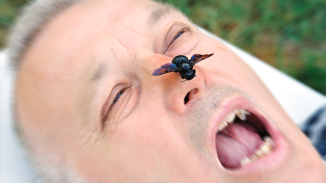 Stinging Insects, Murder Hornet, lead
