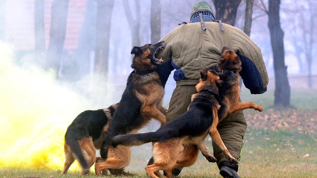 Extreme training with fur missiles.