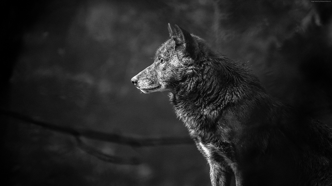 How to be the alpha with a wolf in the wild!