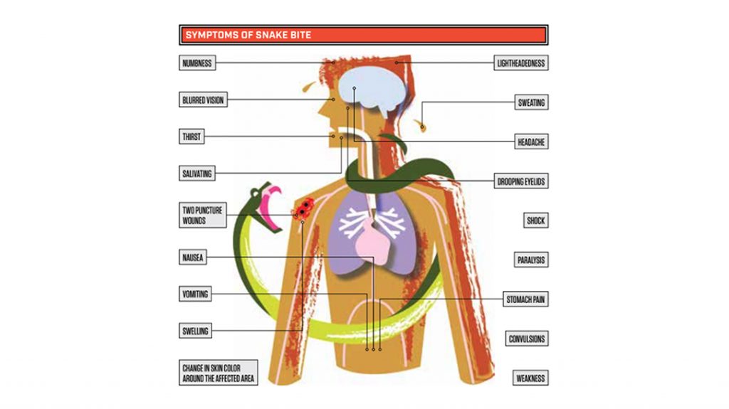 Snake Bite Symptoms