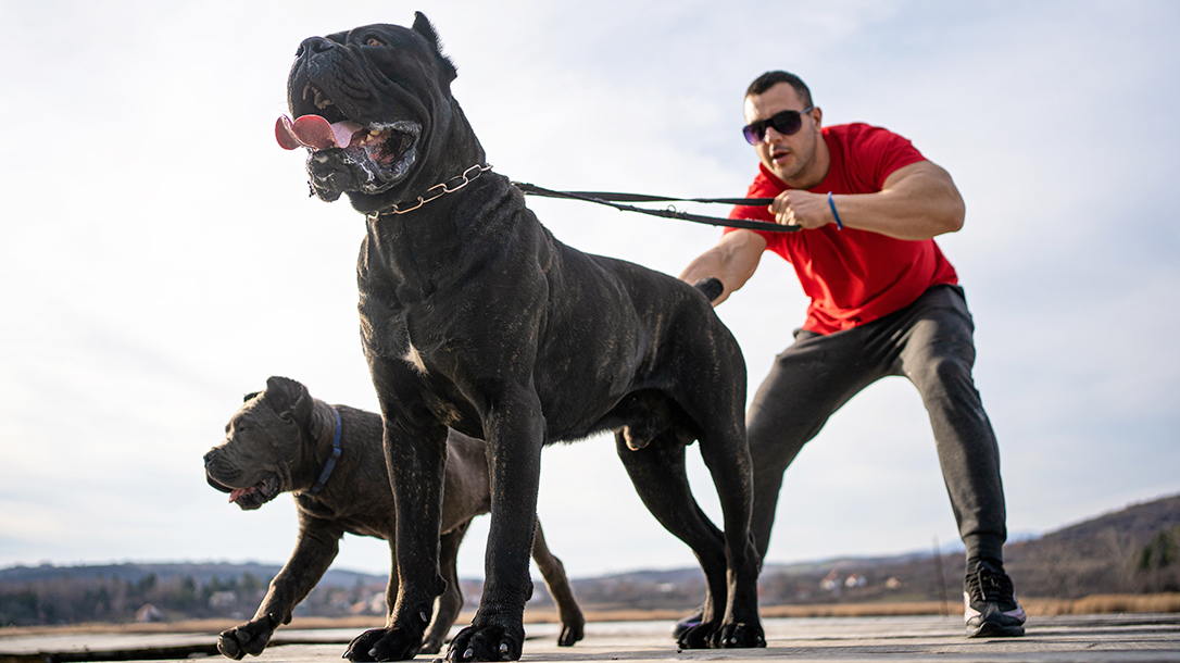 Do not train your dog to bite on command unless you're a pro!