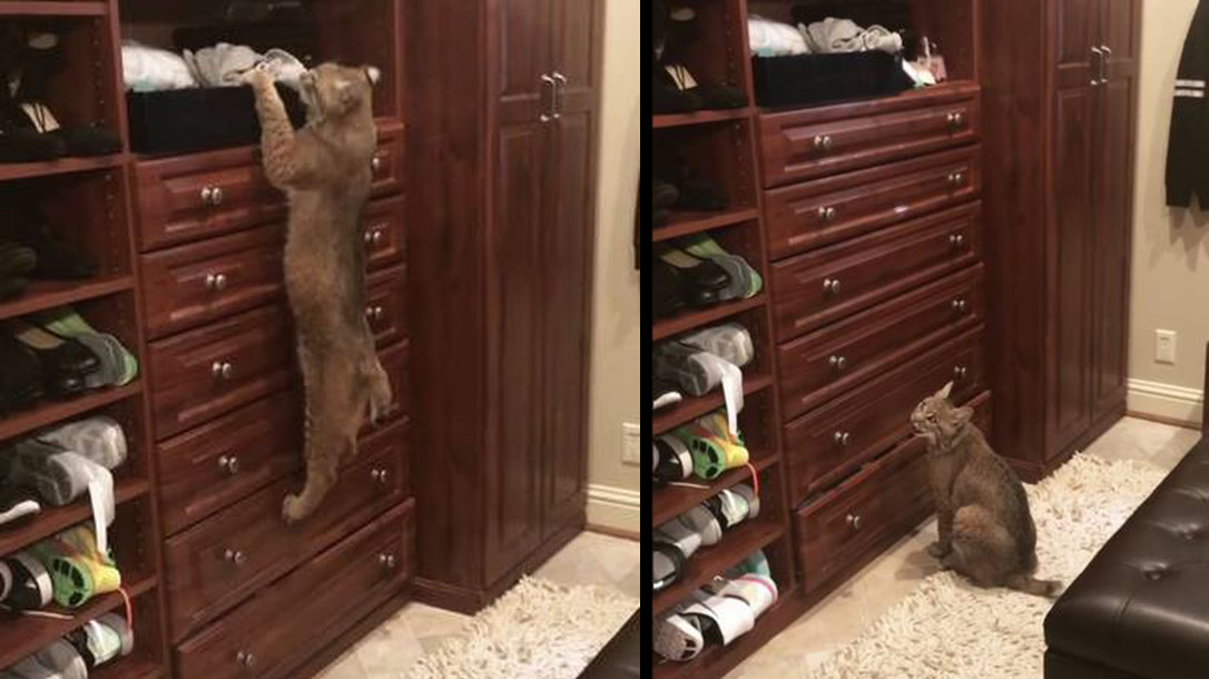 Woman confuses a lost cat with a wild bobcat!