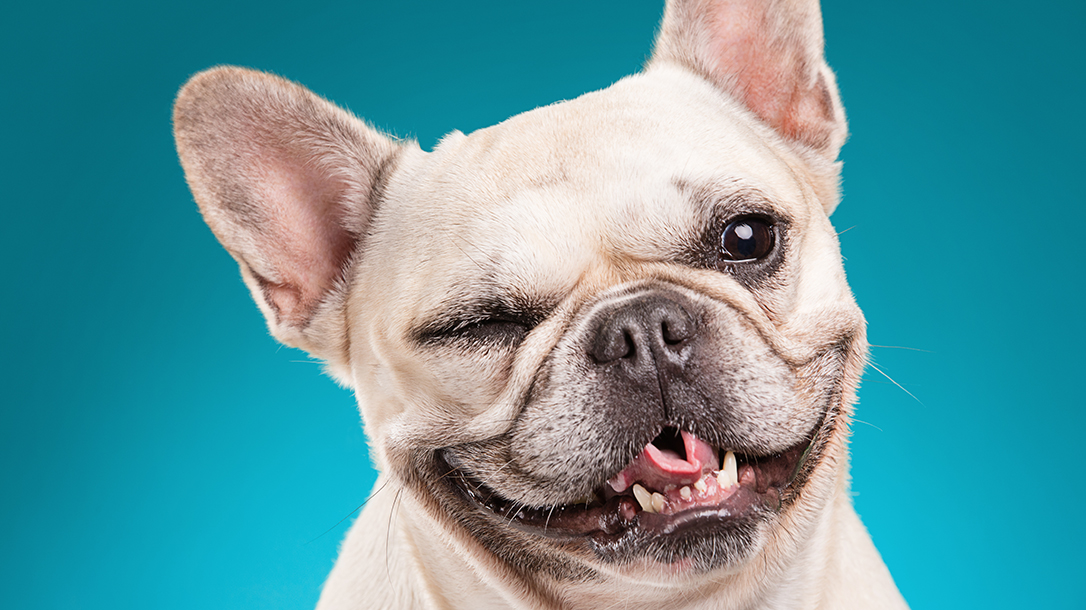 give a shelter dog a second chance at life, you know you want to!