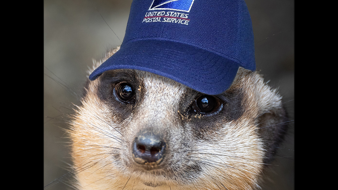Everybody worries about the trash panda, but beware the meerkat.