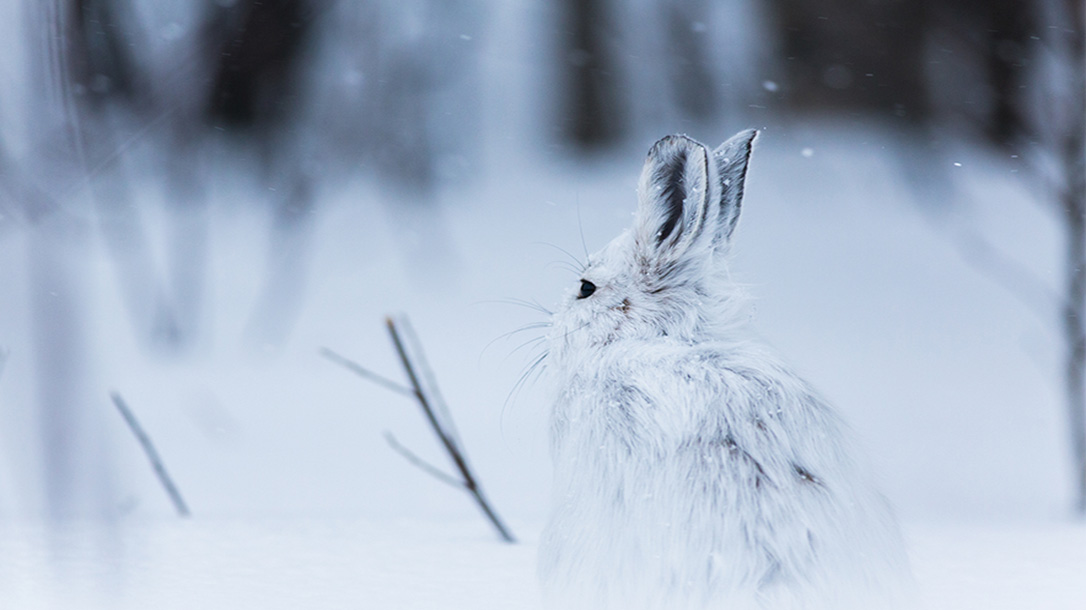 It's rabbit season, time to make rabbit snares.