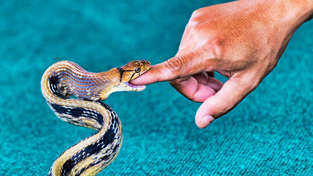 Oh no! You have got a snake bite, now what?