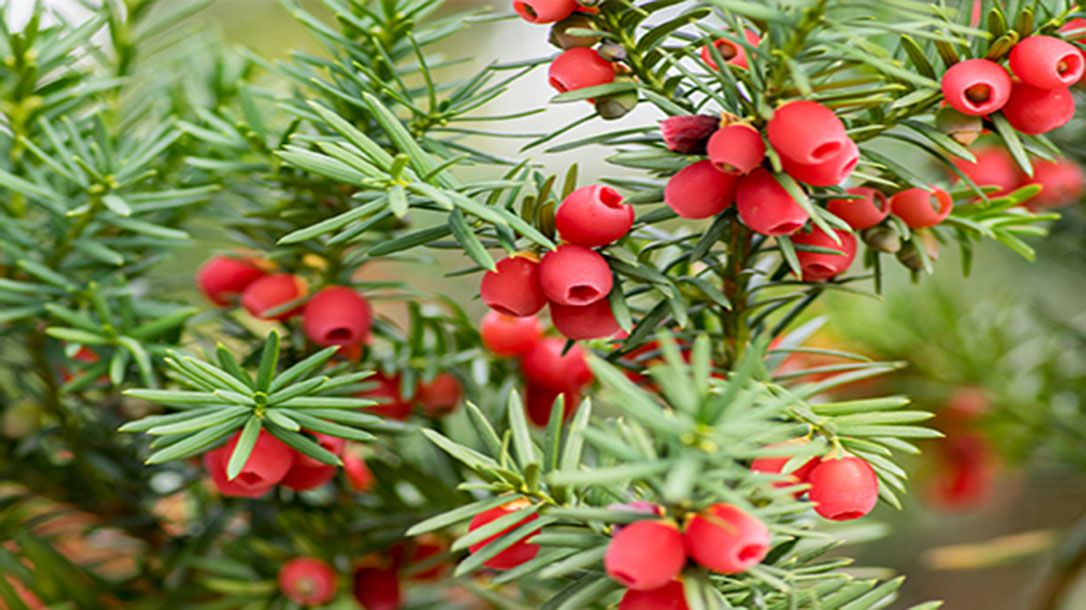 Taxus baccata European yew is conifer shrub with poisonous and bitter red ripened berry fruits.
