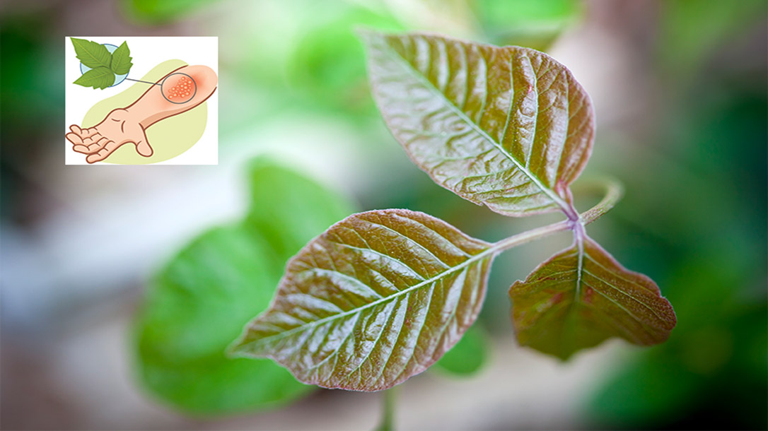 Being able to identify poison ivy is very useful when outdoors.