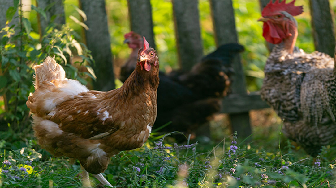 Farm fresh chickens and eggs direct to the consumer.