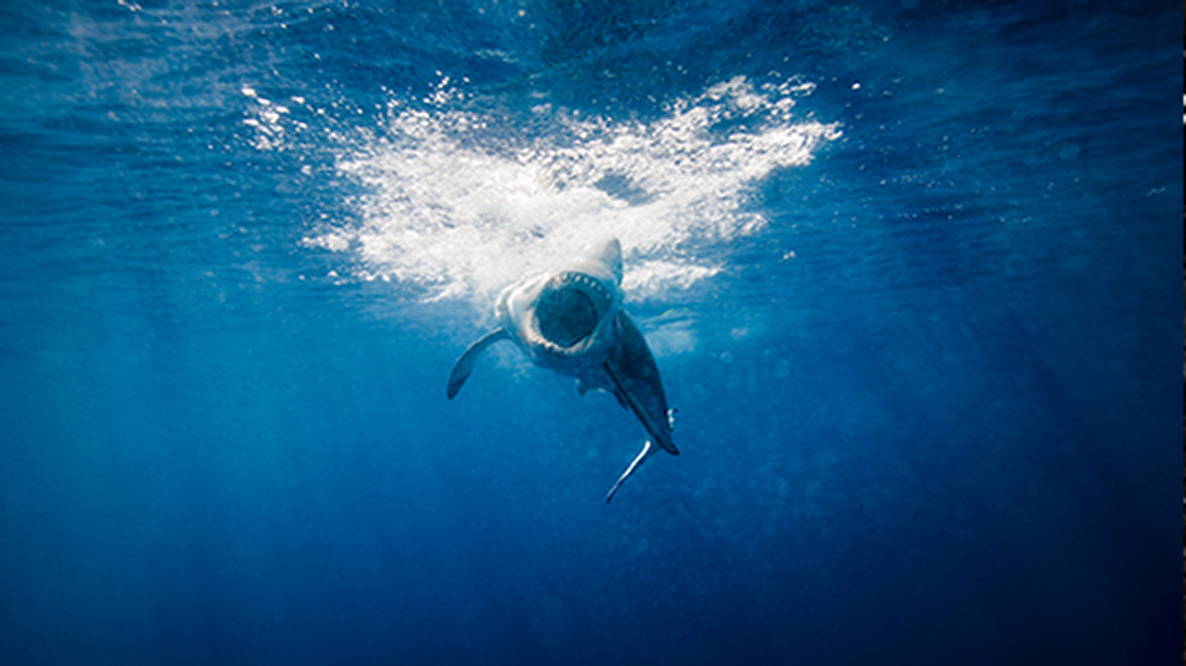 Learn how to survive a shark attack.
