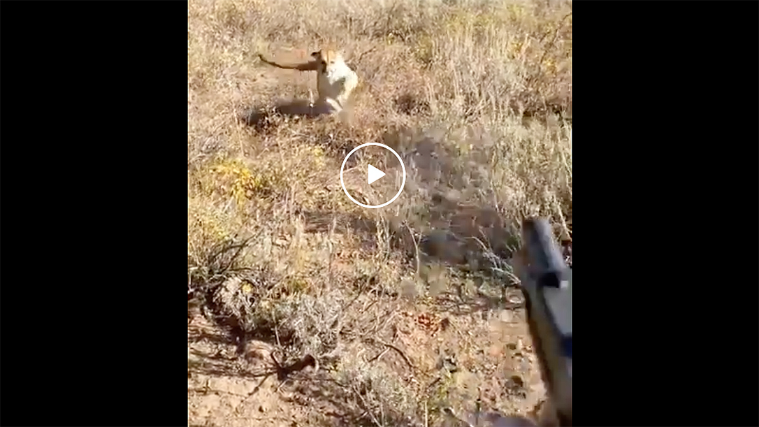 A big cat charge proves why you need a wilderness defensive gun afield.