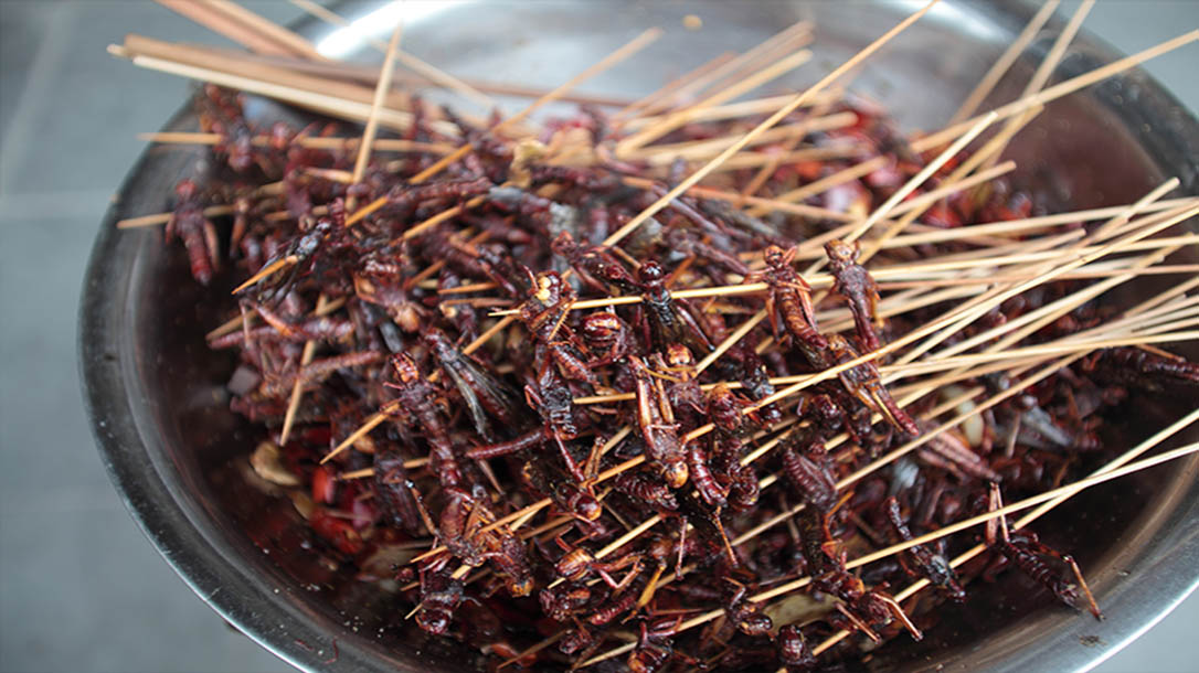 Doest the thought of eating bugs gross you out? Why? The facts are in the bugs for that you could indeed survive on this protein packed snack!