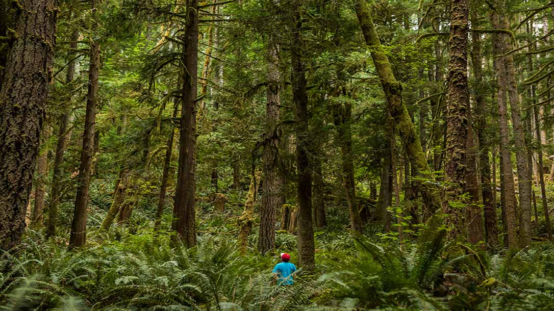 A simple day hike turns into you being lost in the woods, now what?