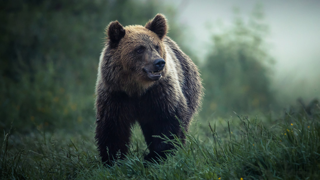Having a bear encounter of your very own can be a very scary encounter and one you won't soon forget.