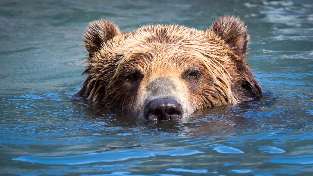 A bear is probably the only creature on planet earth that could consume that amount of cocaine and manage to go on a rampage before dying of massive heart failure.