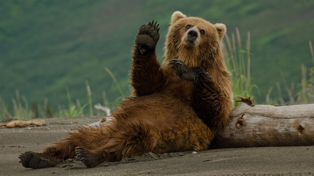 The cocaine bear of Kentucky is more than just a wild and wacky tale; but is an actual piece of weird history.
