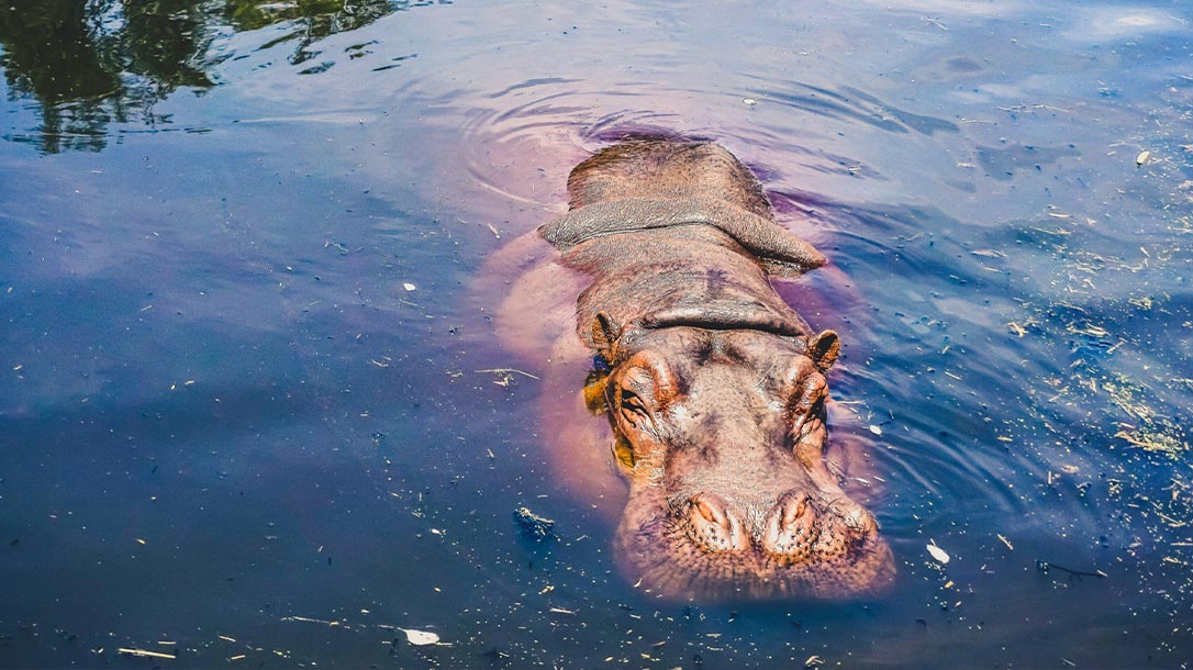 Hippos are thriving in South America thanks to one of the worlds most notorious drug lords.