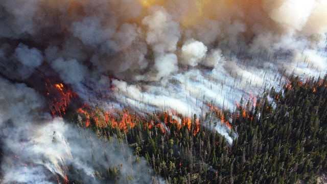 wildfire