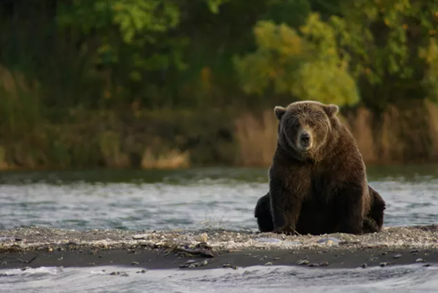brown bear