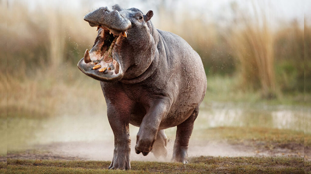 Hippopotamuses.