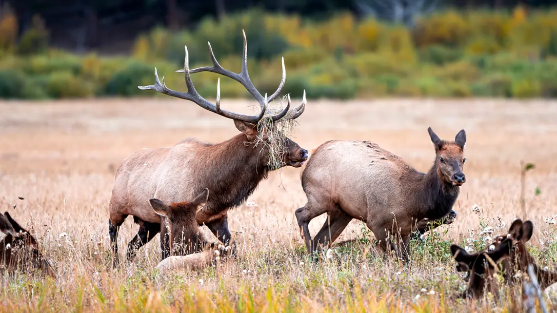 A bull ell hunt in Arizona is cionsidered by most hunters a bucket list item.
