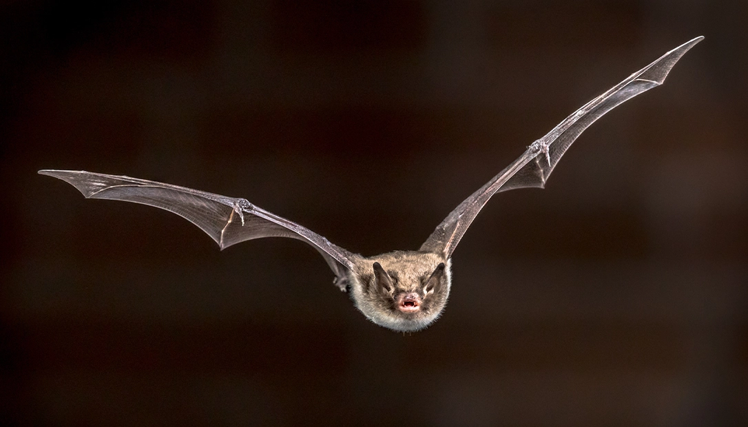 Bats for the project would be rounded up from the wild in Mexico.