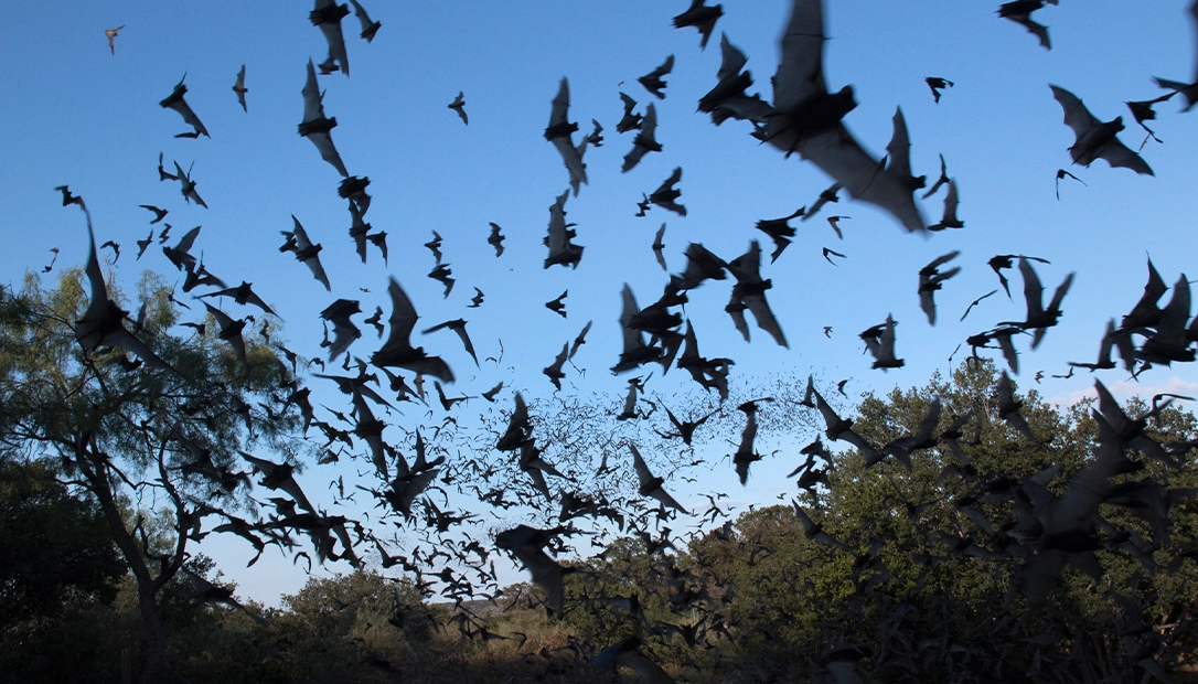 Bats would be rigged with incendiary devices timed to explode in houses.