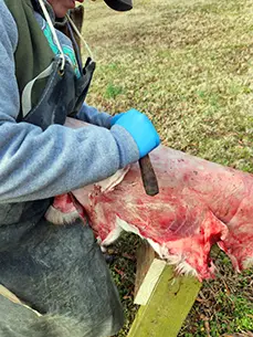 scraping a hide to prepare for tanning.