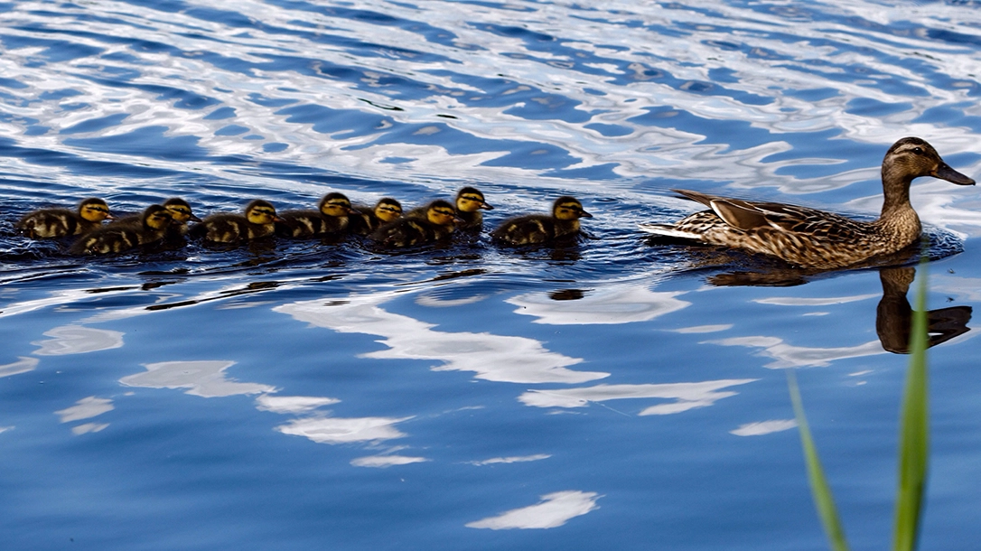 ducks in arow