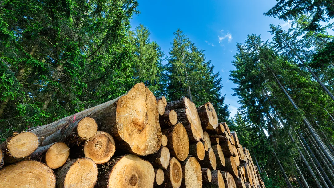A tall stack of freshly cut lumber.