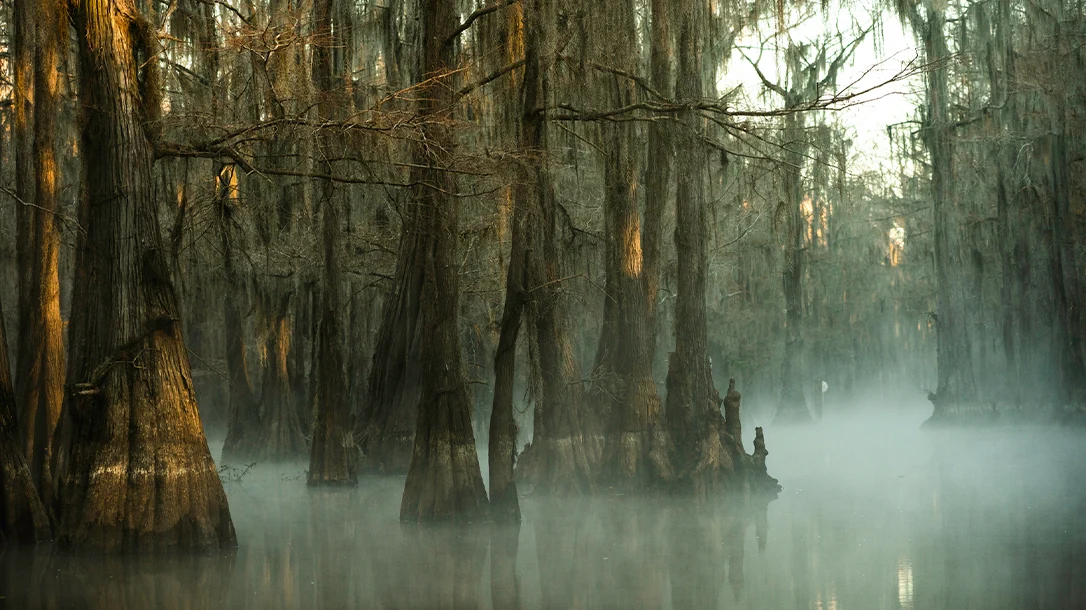 Swamps may seem eerie, but they hold a beauty all their own.