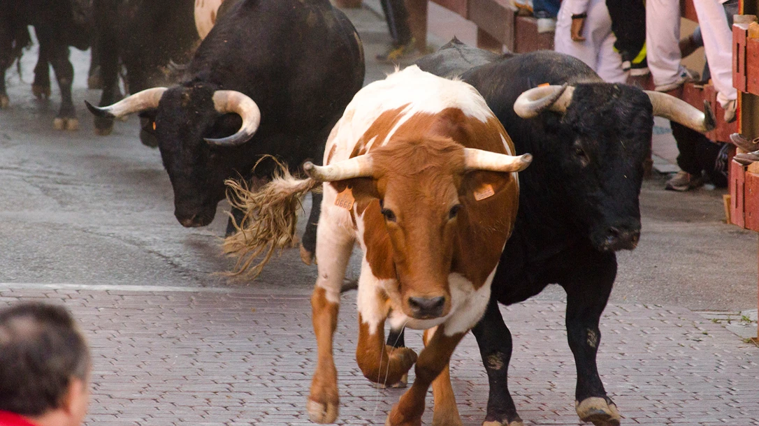 Prepare for the Running of the Bulls by focusing on stretching and strength exercises.