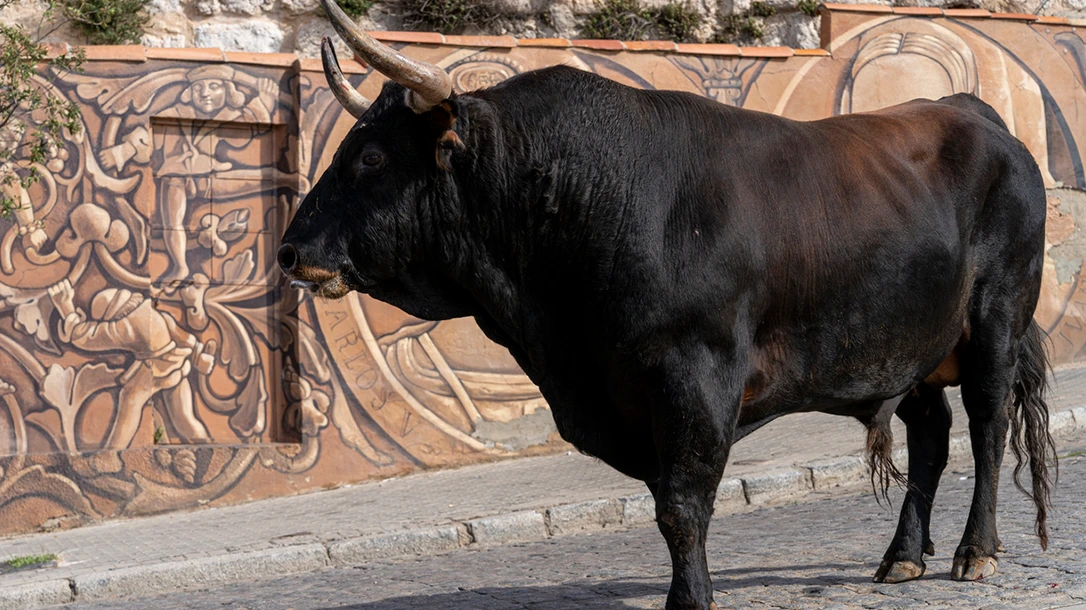 The Running of the Bulls, or Encierro, is a historic festival held during San Fermin in July