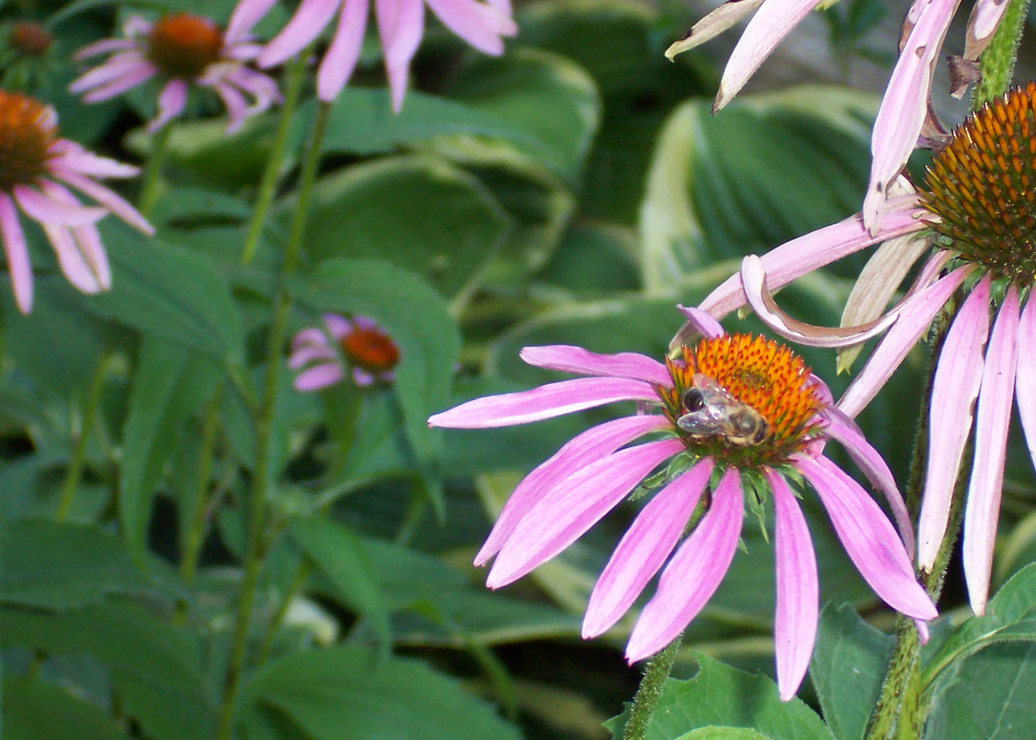 Bees help to pollinate flowers across the globe.