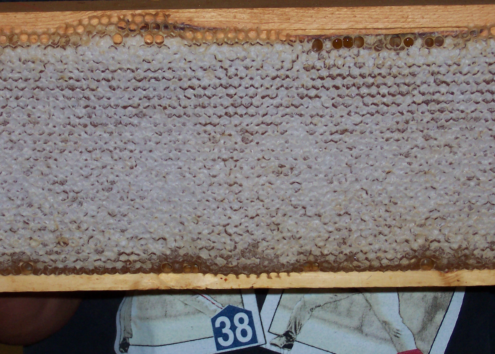 Bees can produce a lot of honey in a short amount of time.