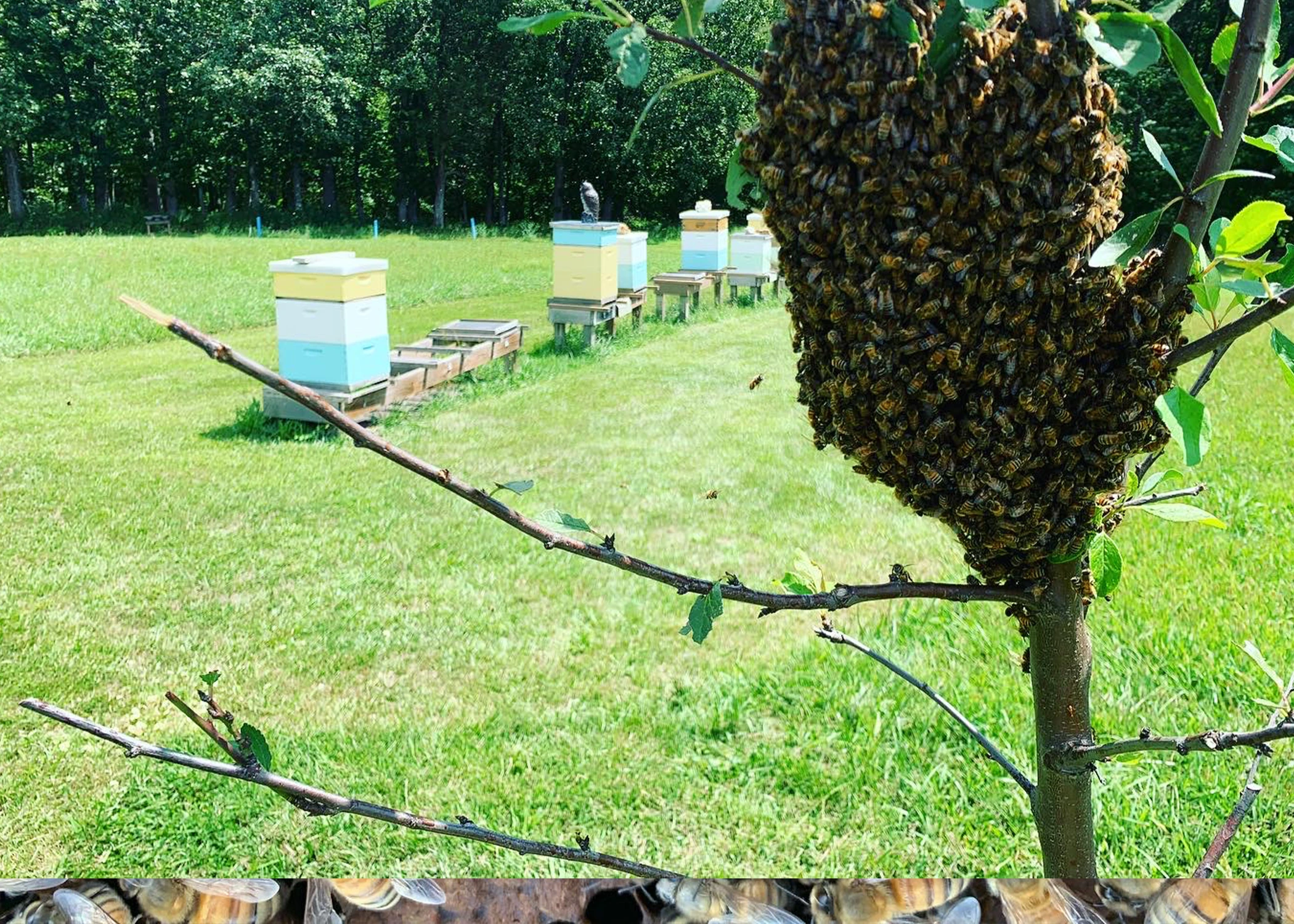 Hobbyist beekeepers are all over America.