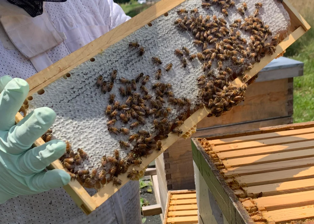 Explore the joys and challenges of beekeeping as you learn the essential preparations and realistic expectations for starting your own hive.