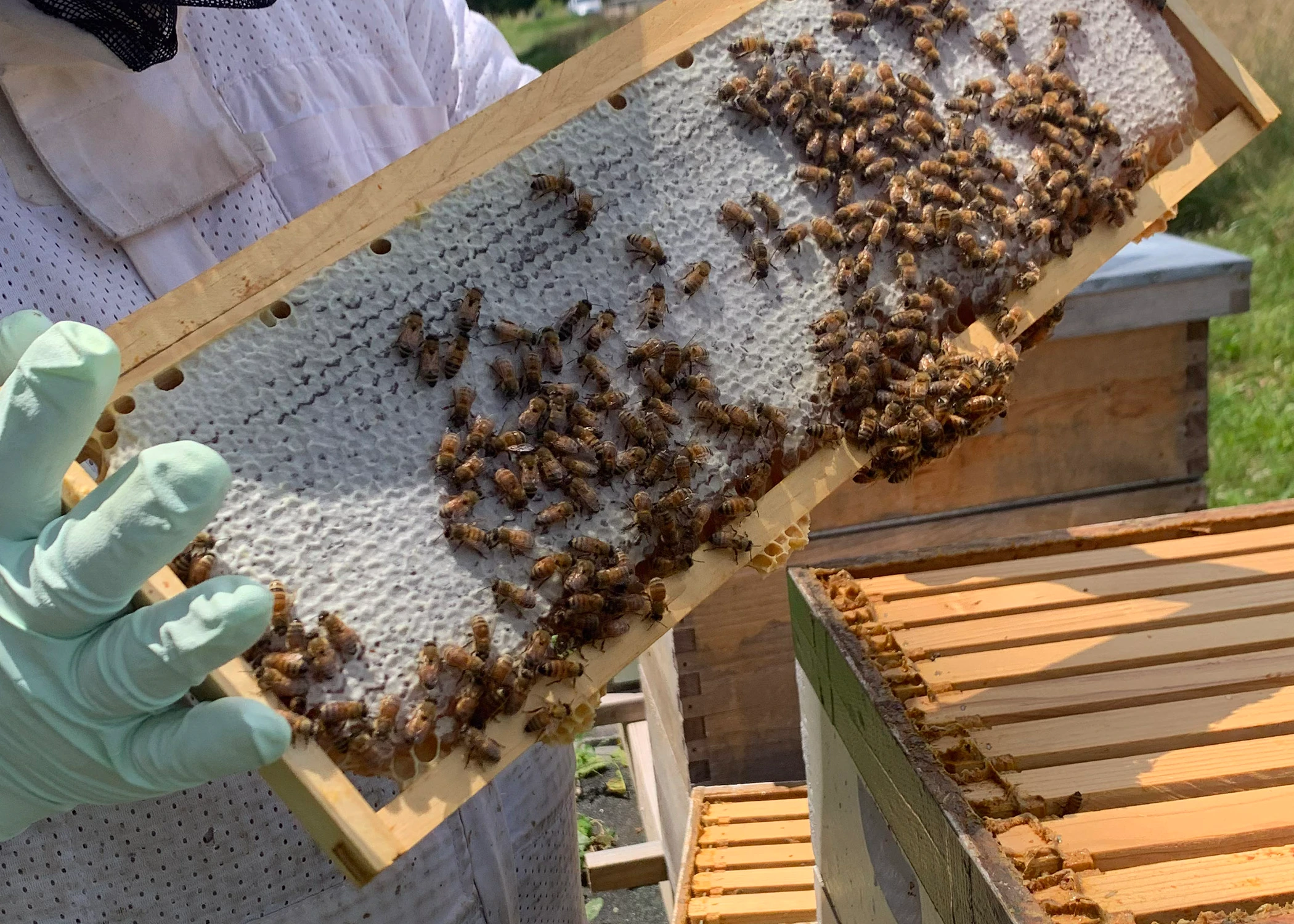 Explore the joys and challenges of beekeeping as you learn the essential preparations and realistic expectations for starting your own hive.