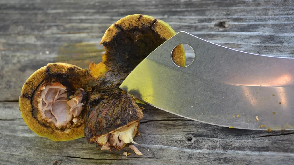 Two swings and the walnut was cracked in half. Honestly, I could have swung harder and done it in one, I reckon.