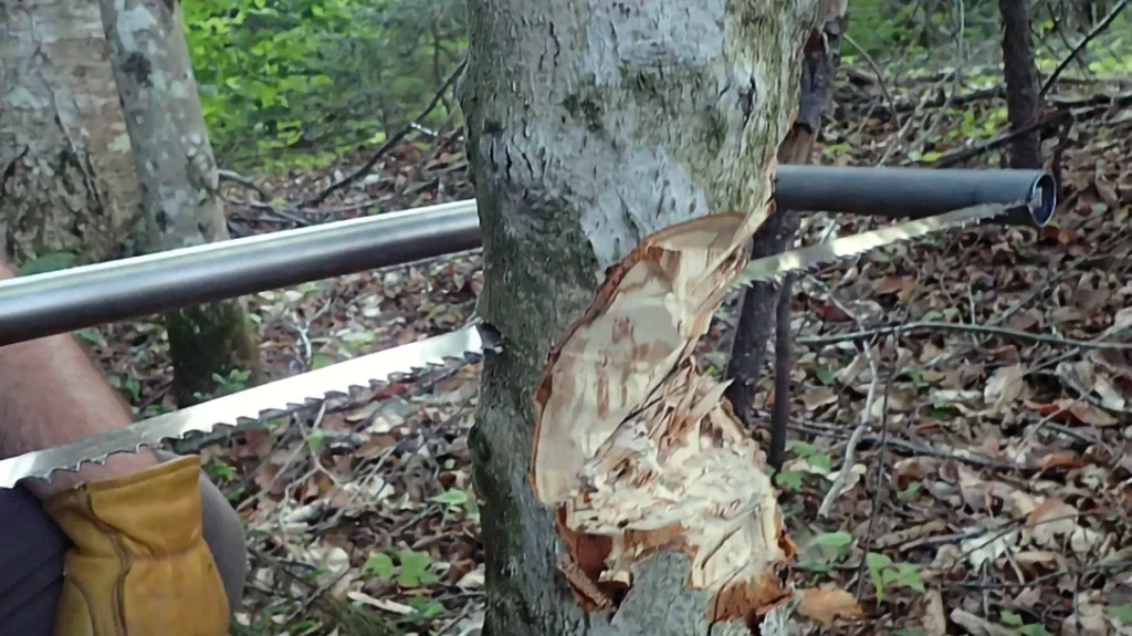 Nessmuk Trio: The final cut was executed by Nuge using the BEW titanium saw after the hatchet work. With the blade and frame horizontal, the lightness of titanium really proved its worth.