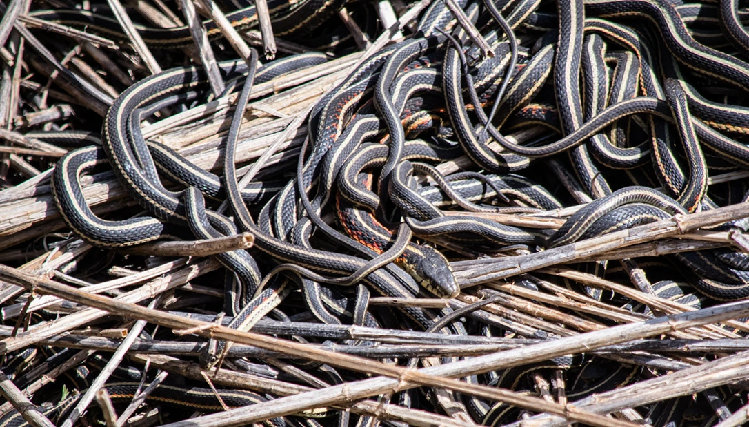 A pit full of snakes is a horrible way to die.