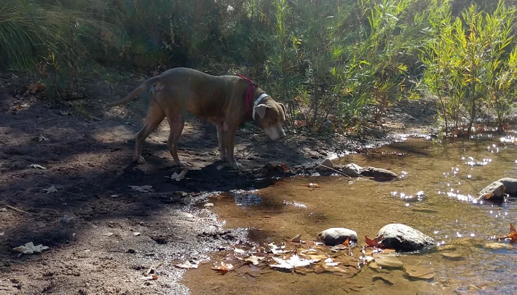 dog safety is paramount outdoors