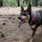 a four legged friend